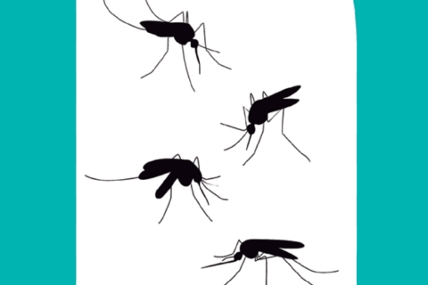 tesela mosquitos 2021