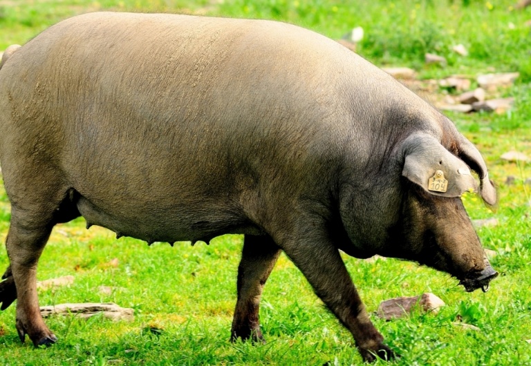 Primer plano de un cerdo ibérico