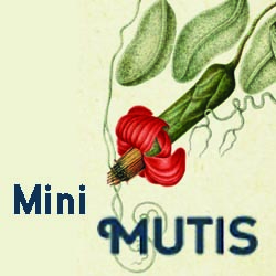 Mini Mutis